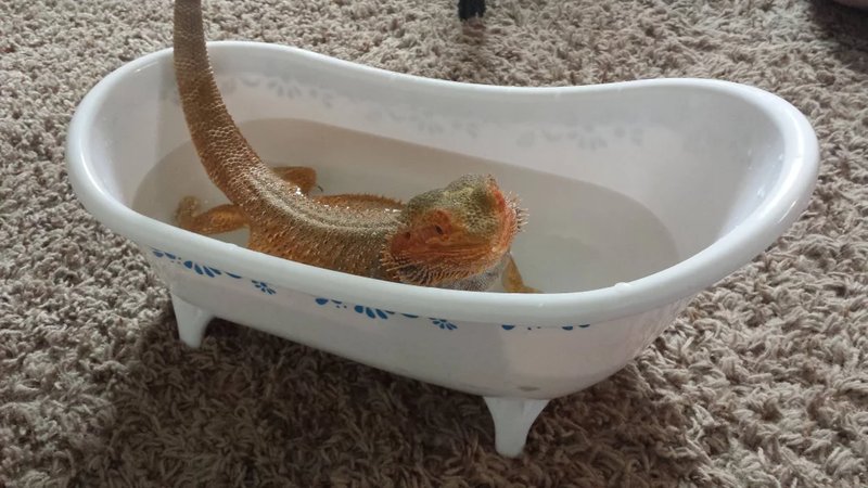 Bathing Your Bearded Dragon: Why And How To Do It