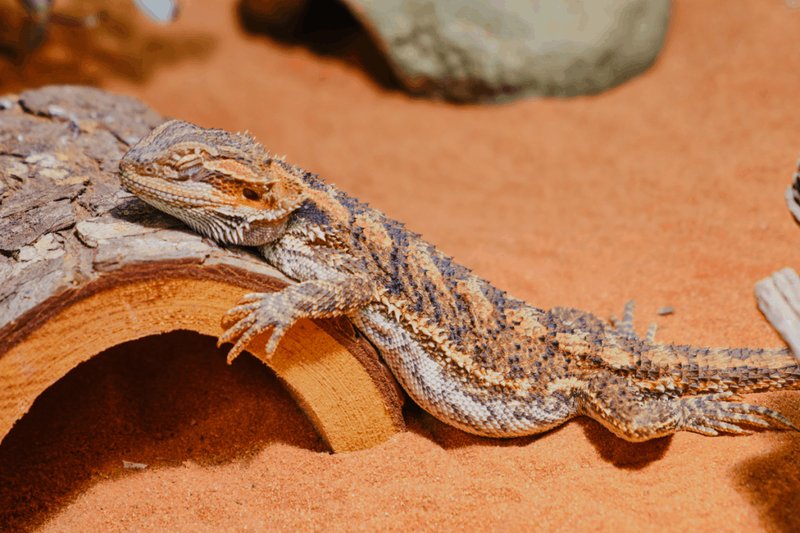 Bearded Dragon Brumation: What It Is And How To Handle It