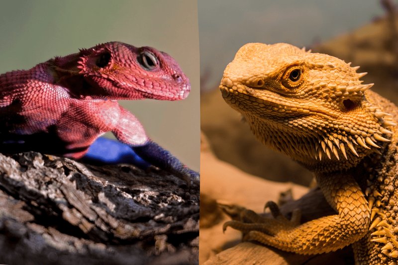 Bearded Dragon Vs. [Similar Species] - How They Compare
