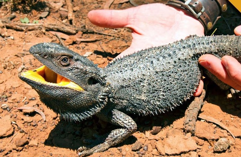 Bearded Dragon