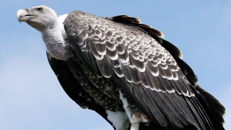 Bearded Vulture
