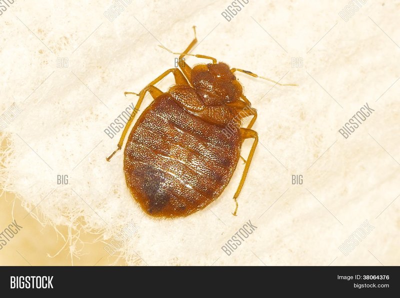 Bedbug