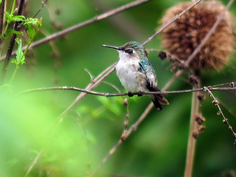 Bee Hummingbird