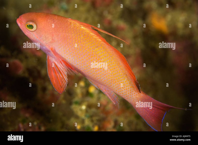 Behavior And Temperament Of The Anthias