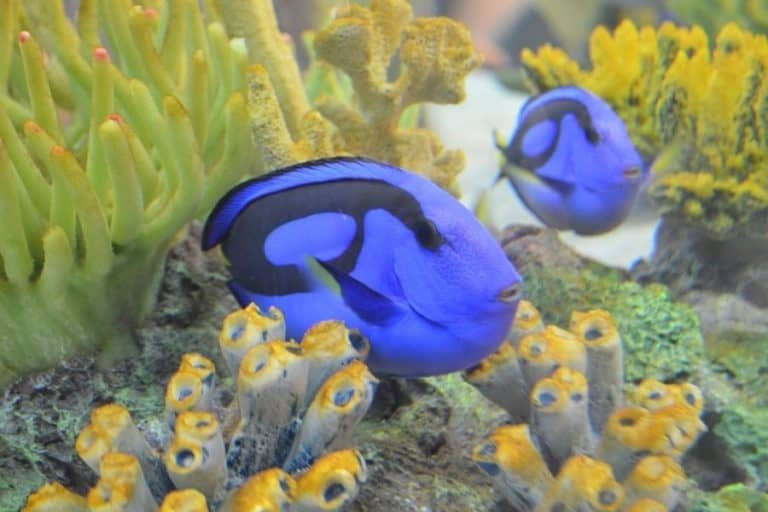 Behavior And Temperament Of The Blue Tang