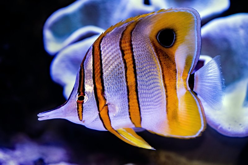 Behavior And Temperament Of The Butterflyfish