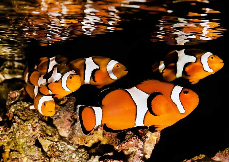 Behavior And Temperament Of The Clownfish