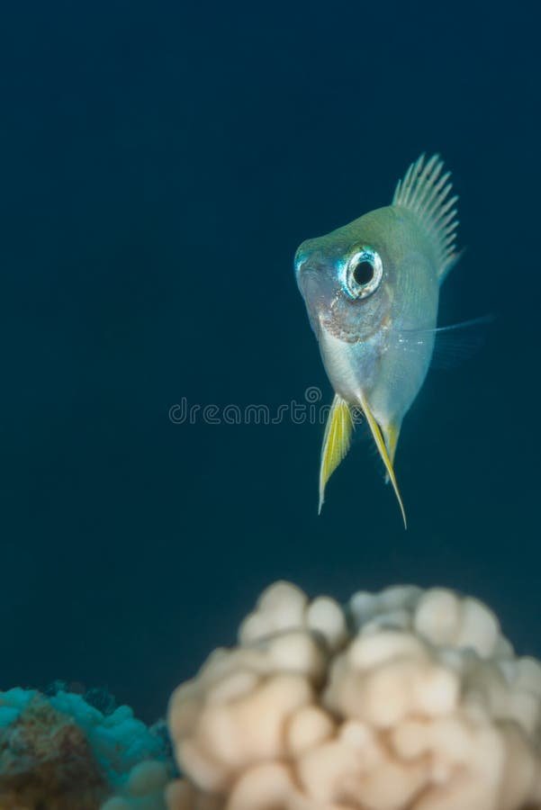 Behavior And Temperament Of The Damsel Fish
