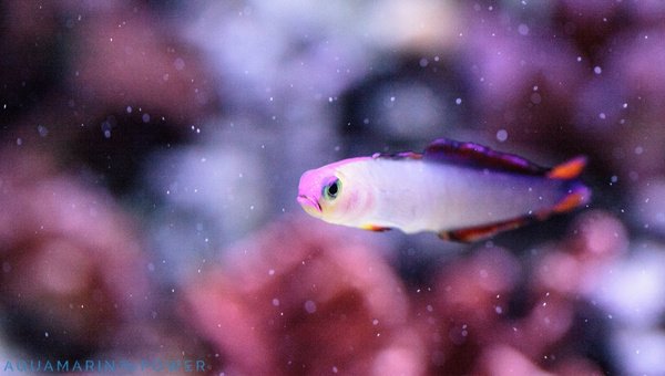 Behavior And Temperament Of The Firefish