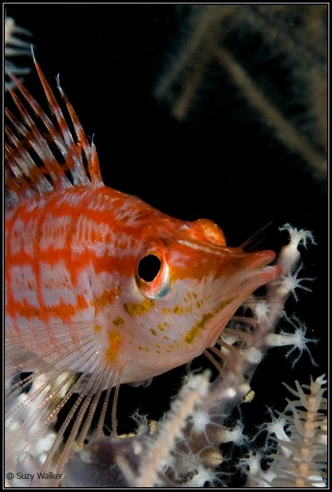 Behavior And Temperament Of The Hawkfish