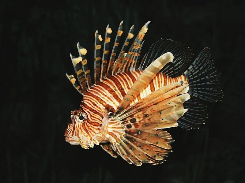 Behavior And Temperament Of The Lionfish