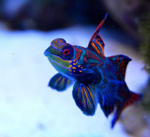 Behavior And Temperament Of The Mandarin Goby