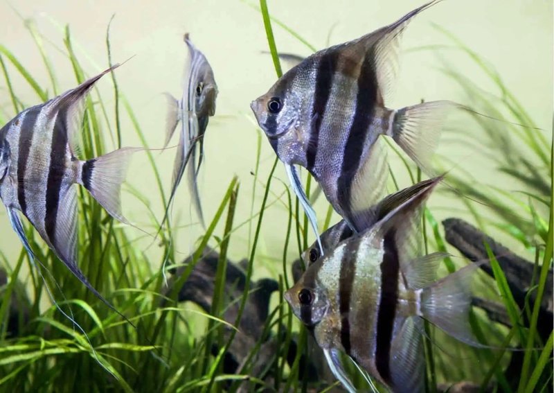 Behavior And Temperament Of The Marine Angelfish