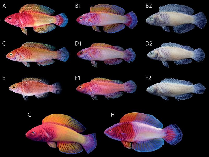Behavior And Temperament Of The Wrasse