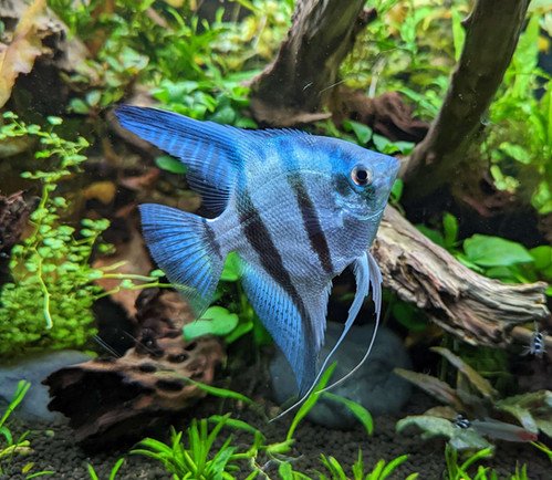 Behavior Of The Angelfish: What It Means And What To Watch For