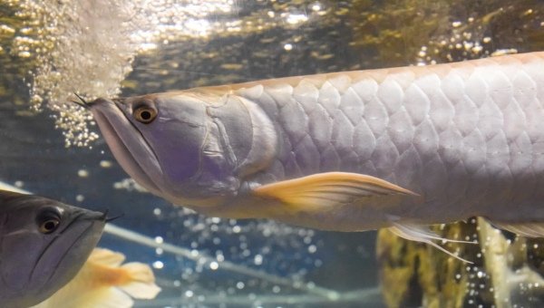 Behavior Of The Arowana: What It Means And What To Watch For