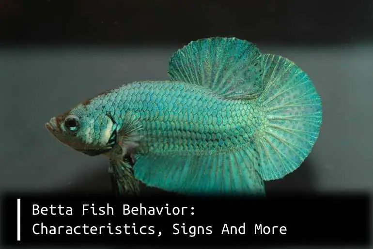 Behavior Of The Betta Fish: What It Means And What To Watch For