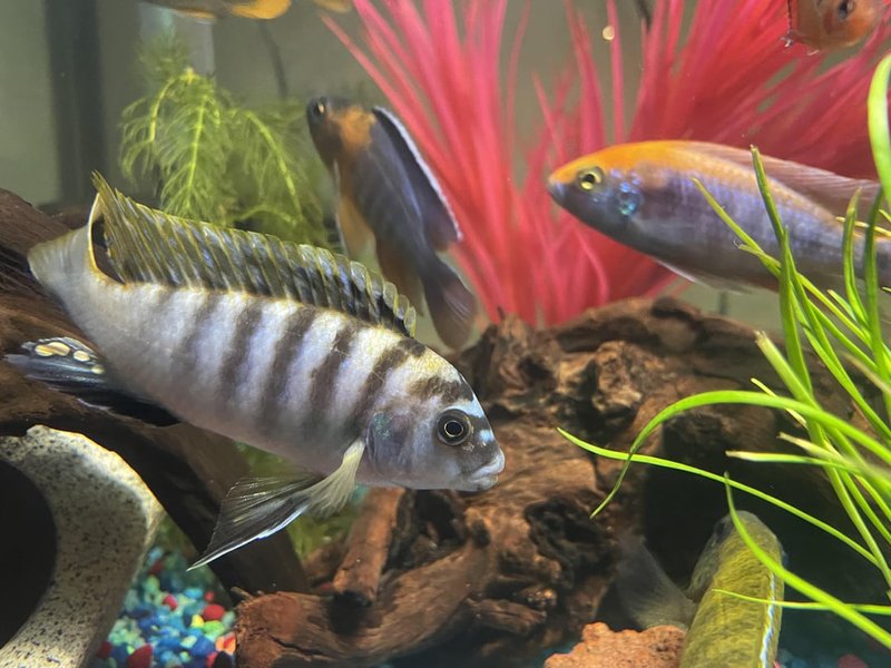 Behavior Of The Cichlid: What It Means And What To Watch For