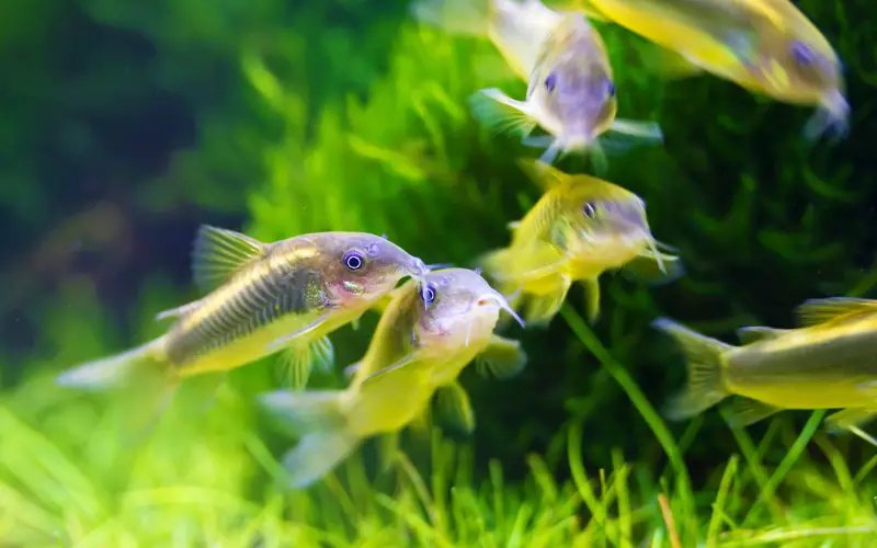 Behavior Of The Corydoras Catfish: What It Means And What To Watch For