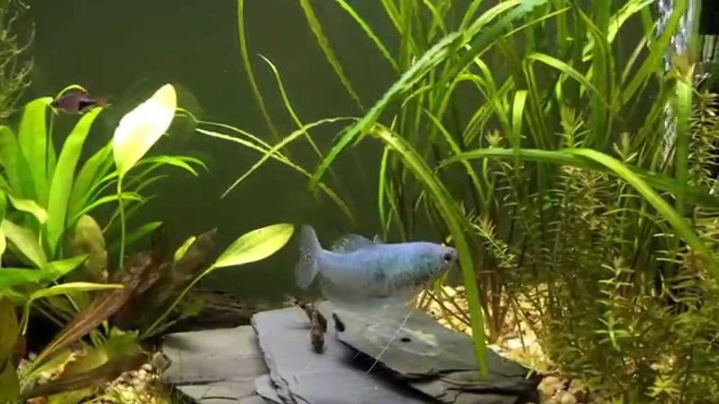 Behavior Of The Gourami: What It Means And What To Watch For