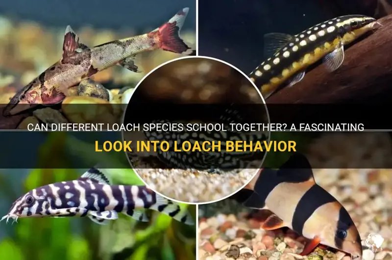 Behavior Of The Loach: What It Means And What To Watch For