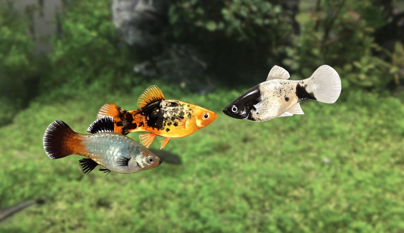 Behavior Of The Platy: What It Means And What To Watch For