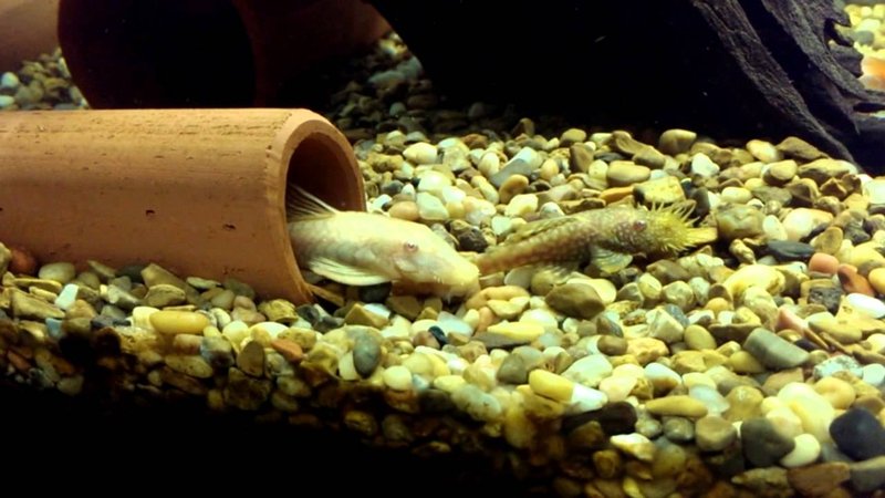 Behavior Of The Plecostomus: What It Means And What To Watch For