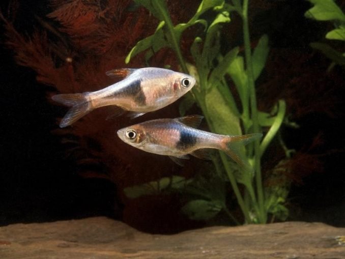 Behavior Of The Rasbora: What It Means And What To Watch For