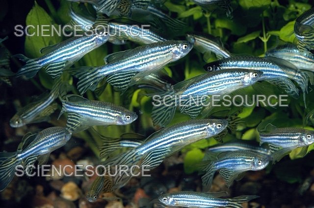 Behavior Of The Zebra Danio: What It Means And What To Watch For