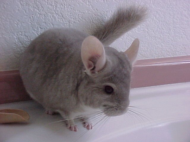 Beige Chinchilla Overview: Appearance, Traits, And Temperament