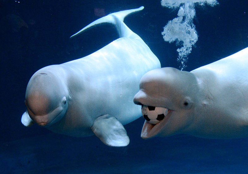 Beluga Whale Vs. [Similar Species] - Key Differences