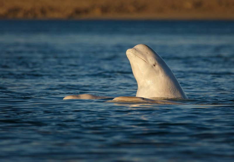 Beluga Whale