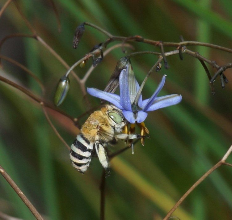 Benefits Of The Blue Banded Bee For Gardeners And Farmers