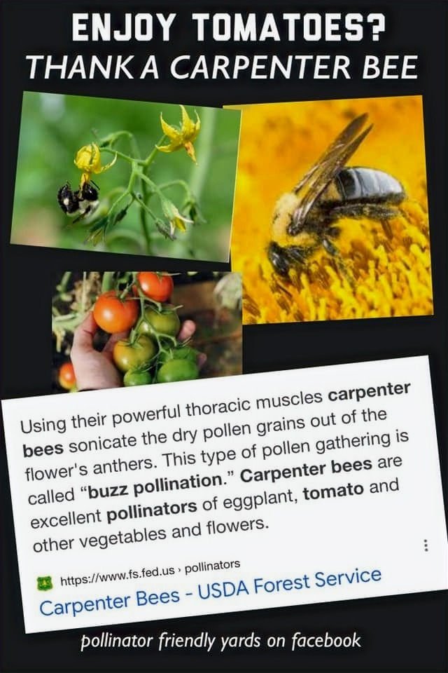 Benefits Of The Carpenter Bee For Gardeners And Farmers