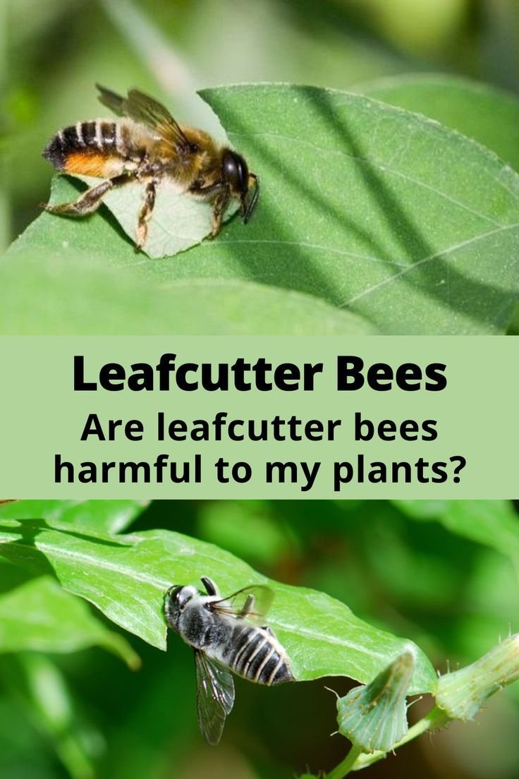 Benefits Of The Leafcutter Bee For Gardeners And Farmers