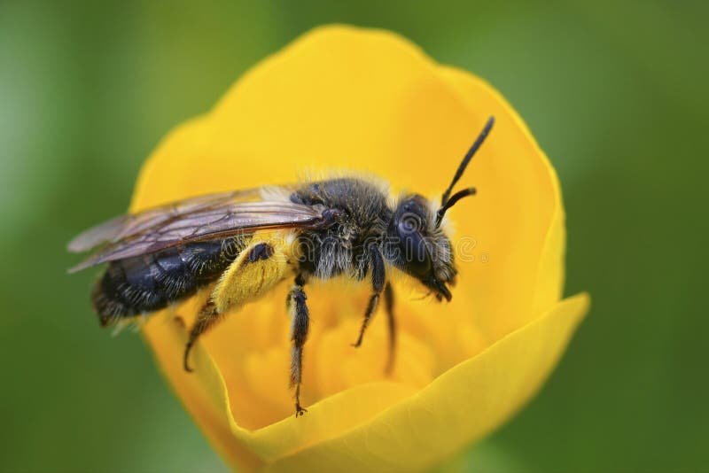 Benefits Of The Mining Bee For Gardeners And Farmers