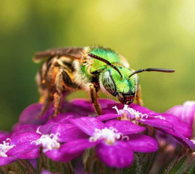 Benefits Of The Sweat Bee For Gardeners And Farmers