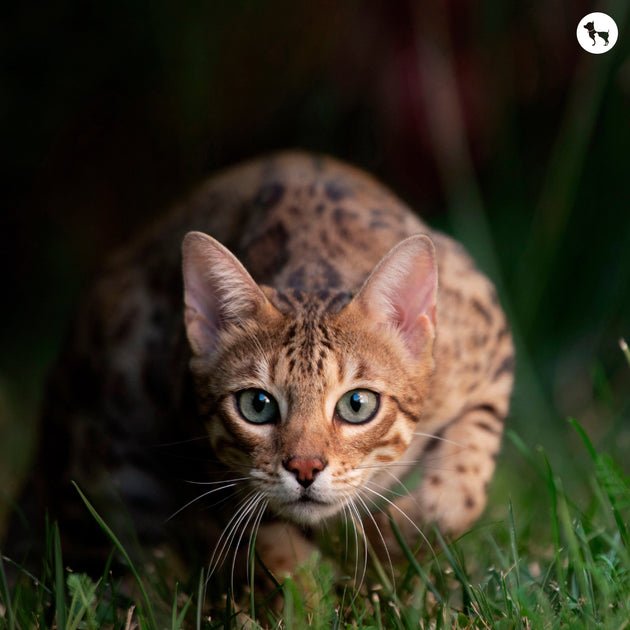 Bengal Cat Overview: Personality, Appearance, And Care Needs