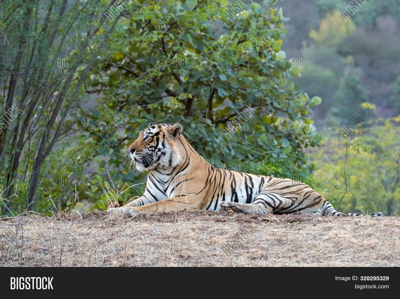 Bengal Tiger