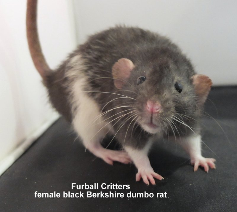 Berkshire Rat Overview: Traits, Appearance, And Temperament