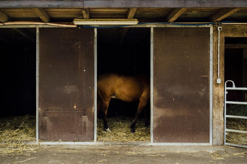 Best Bedding Options For Horse Stalls