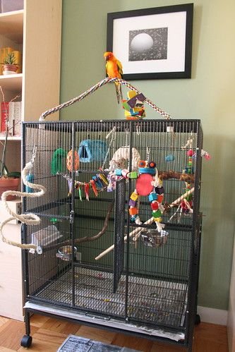 Best Cage Setup For A Happy And Healthy Conure
