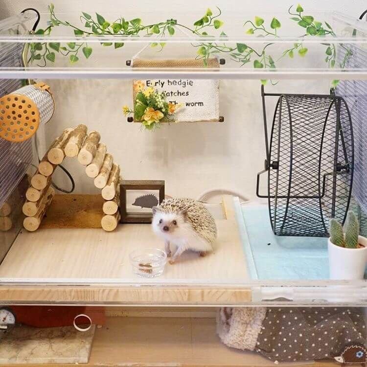 Best Cage Setup For A Hedgehog: Size, Bedding, And Toys