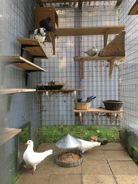 Best Cage Setup For Doves: Size, Perches, And Location