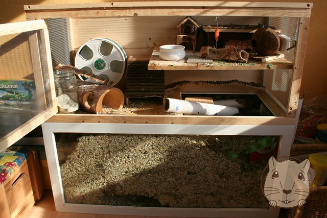 Best Cage Setup For Gerbils: Bedding, Wheels, And Toys