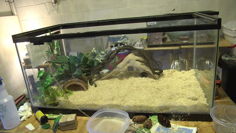 Best Corn Snake Enclosure Setup: Size, Heat, And Substrate