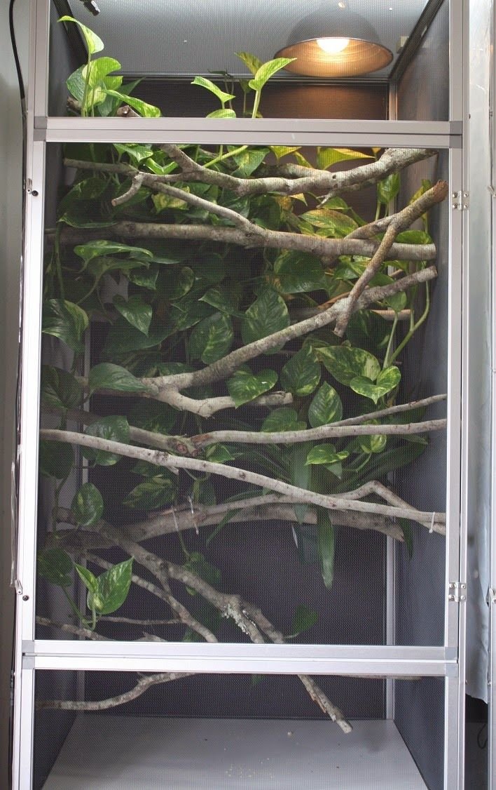 Best Enclosure Setup For A Flap-Necked Chameleon