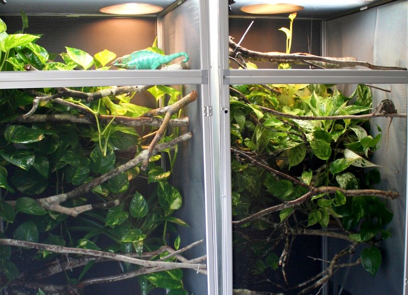 Best Enclosure Setup For A Jackson'S Chameleon