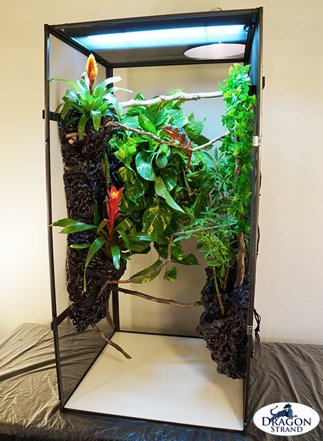 Best Enclosure Setup For A Oustalet'S Chameleon