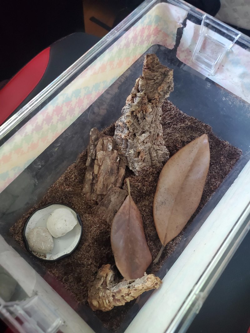 Best Enclosure Setup For The Arizona Bark Scorpion